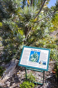 The silver tree Leucadendron argenteum green turquoise information sign in Kirstenbosch, Cape Town, South Africa.