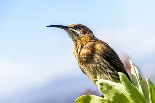 Cape sugarbird sitting on plants flowers in Kirstenbosch National Botanical Garden, Cape Town, South Africa.