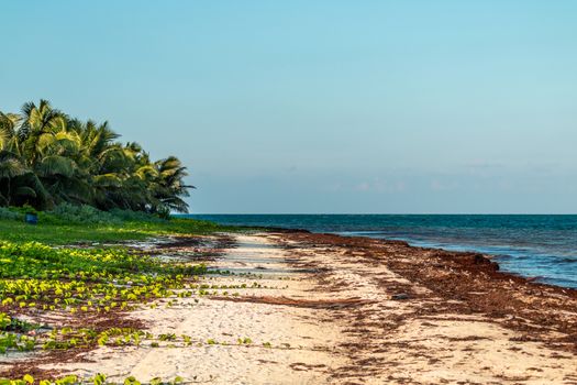 coastline with sargassum at the caribbean sea. Cancun Mexico