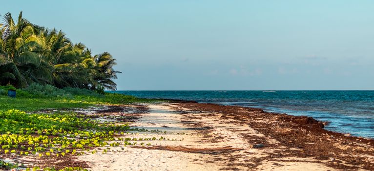 coastline with sargassum at the caribbean sea. Cancun Mexico