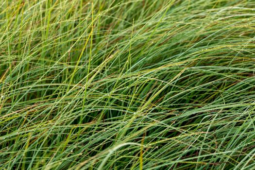 Long thin green swamp grass with morning dew. Close-up with selective focus and bokeh blur.