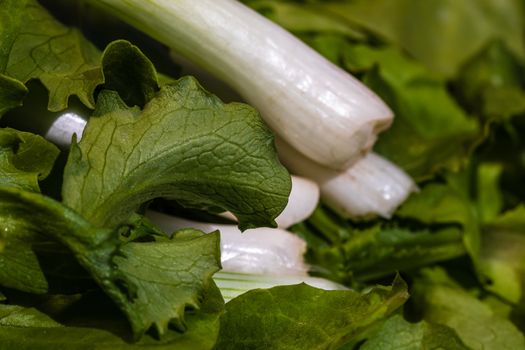 Bunch of green onions and green salad. Spring onions detail, healthy food concept