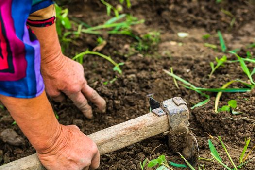 Harvesting and digging potatoes with hoe and hand in garden. Digging organic potatoes by dirty hard worked and wrinkled hand .