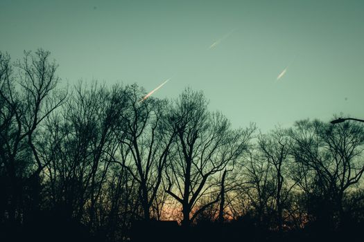 A Group of Bare Trees on a Clear Blue Sky With the Sun Setting Behind Them