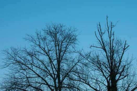 Dead and Bare Silhouetted Trees Covered in Birds on a Clear Blue SKy