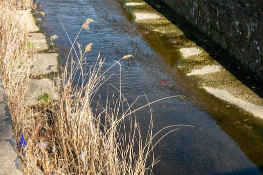 Blades of Tall Yellow Grass Next to a Man-Made Drainage Stream