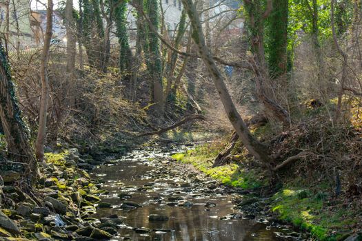 A Forest in Autumn With a Creek With Rocks and Moss on Each Side Lit by the Sunset