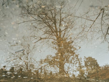 A Dead and Bare Tree During Autumn Reflecting in a Puddle on a Rainy Day