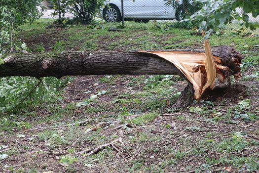 Close up of a tree down after a tornado