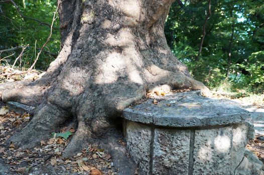 the roots of an old tree wrapped around a large stone.