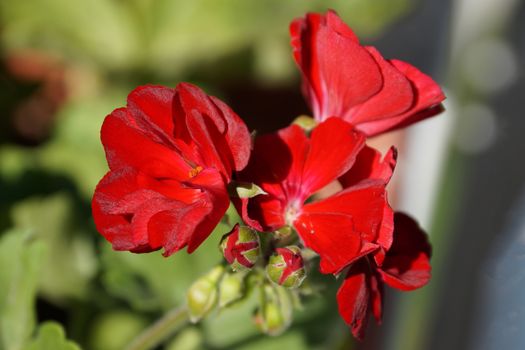 red geranium flowers close up on nature background.