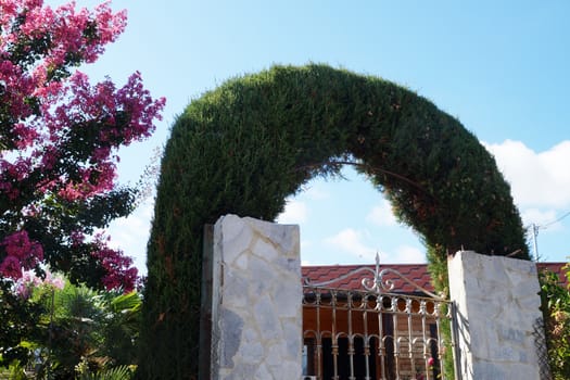 living green arch of thuja over the gate.