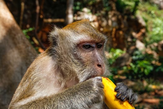 Detail on head of long-tailed macaque monkey (Macaca fascicularis) eating a banana from tourist. Khao Sok, Thailand