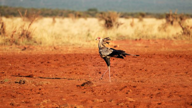 Secretary bird (Sagittarius serpentarius) walking on red ground african savanna in sunset light. Amboselli national park, Kenya