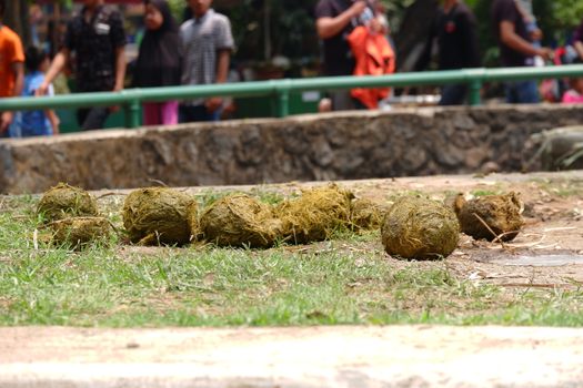Sumatran elephant feces / Sumatran elephant poop that has a large round shape like a ball on the ground