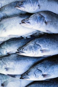 Seafood, Fresh Barramundi Fish in market