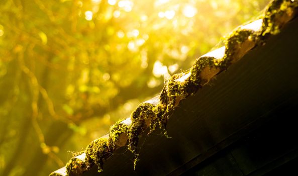 Roof is covered with green moss.