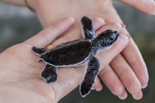 Cue black baby turtle on hands. Sri Lanka.