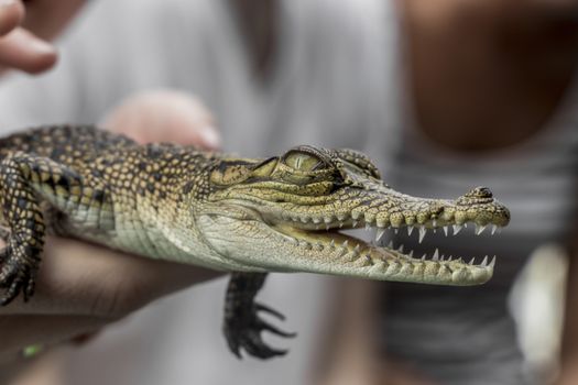 Baby crocodile from the mangroves in Sri Lanka. Holding in hands.