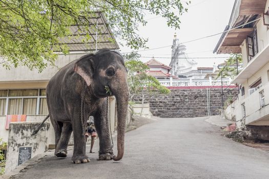 Sri Lanka temple elephant in chains in Bentota. Elephant rides.