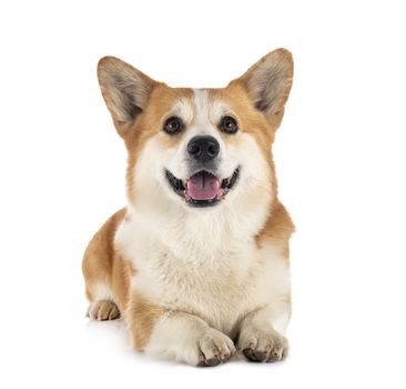 Pembroke Welsh Corgi in front of white background