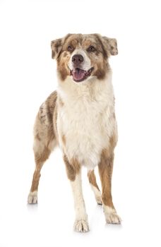 australian shepherd in front of whiet background