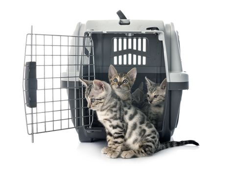 bengal cats in kennel in front of white background