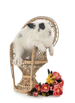 English Spot rabbit in front of white background