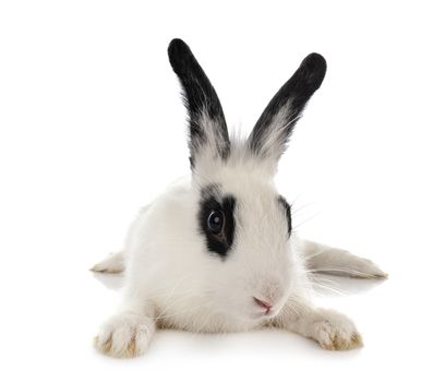English Spot rabbit in front of white background