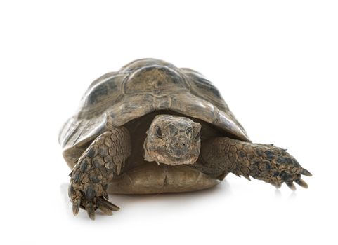 Greek tortoise in front of white background