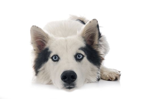 Yakutian Laika in front of white background