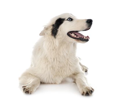 Yakutian Laika in front of white background