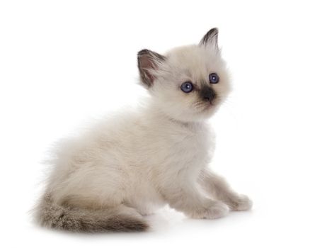 birman kitten in front of white background