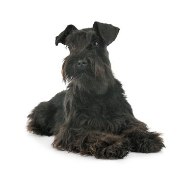 miniature schnauzer in front of white background