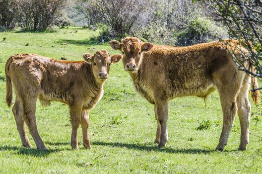 Cows surprised while they were grazing in guadarrama spain