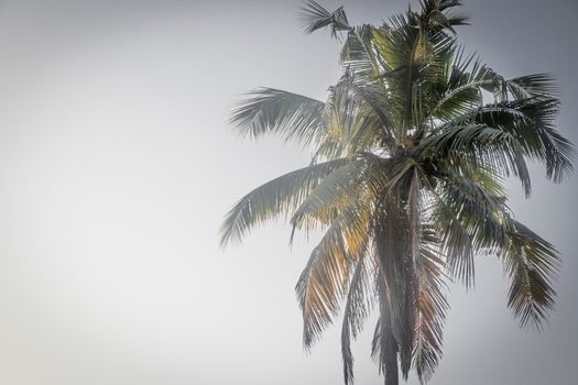 Coconut palm in Sri Lanka with white background.