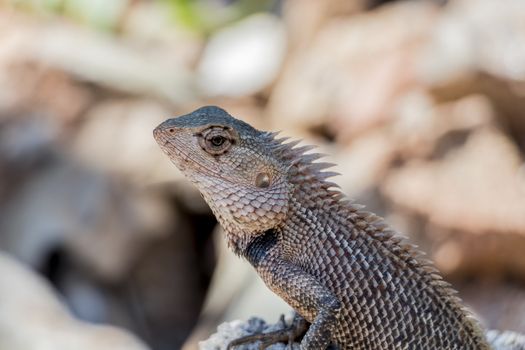 Lizard, agame, reptiles from Sri Lanka in Asia.