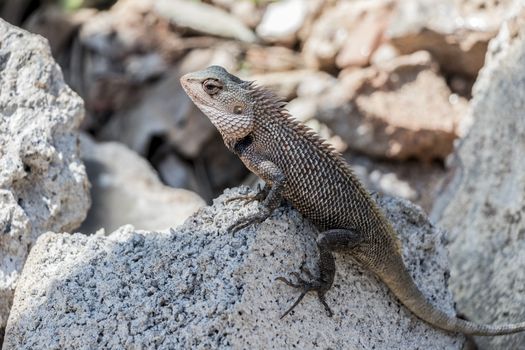 Lizard, agame, reptiles from Sri Lanka in Asia.