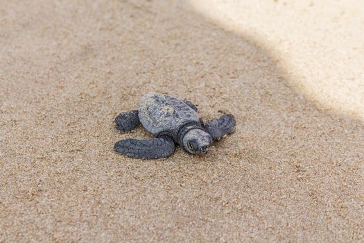 Freshly hatched turtle baby at the Mirissa Beach in Sri Lanka.