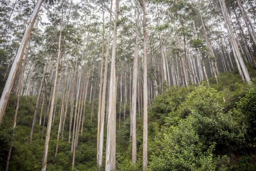 Exuberant nature and large forests in the mountains on the island Sri Lanka in the Indian Ocean.