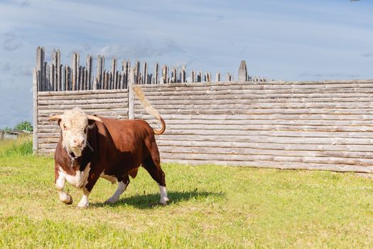 bull, a big bull with a ring in its nose, stood majestically in a lush summer meadow by a wooden fence, a milk bull grazing in a green meadow. Landscape, horizontal. Symbol of 2021. Zodiac sign Taurus