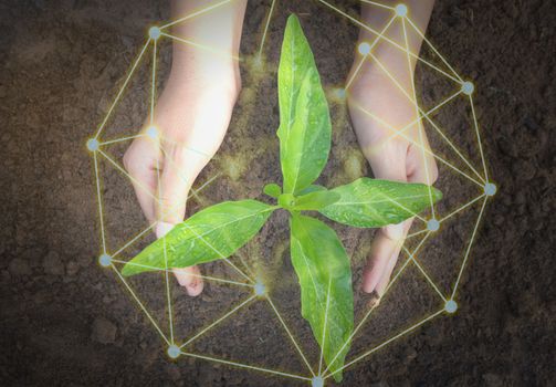 The top view of the hand holding the seedling shows natural environmental friendliness, protection and conservation.