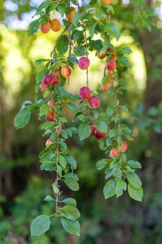 Raw red plum mirabelle fruit growing on tree. Prunus domestica, Czech Republic