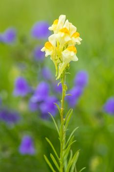 Linaria vulgaris - decorative pale yellow flower growing wild on meadow in Summer, Europe, Czech Republic