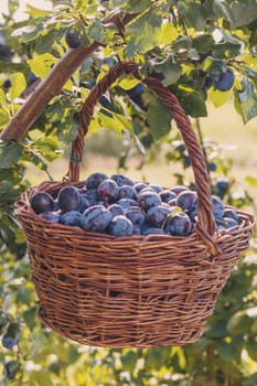 Autumn Plum harvest. Freshly harvested plums in the basket hanged on tree. Europe, Czech republic