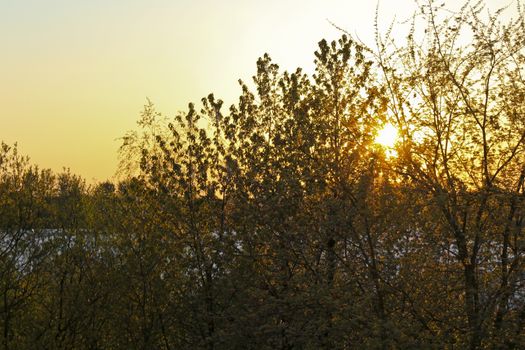 Sunset behind deciduous trees in northern Germany.