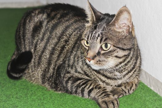 A gray cat relaxes on green ground.