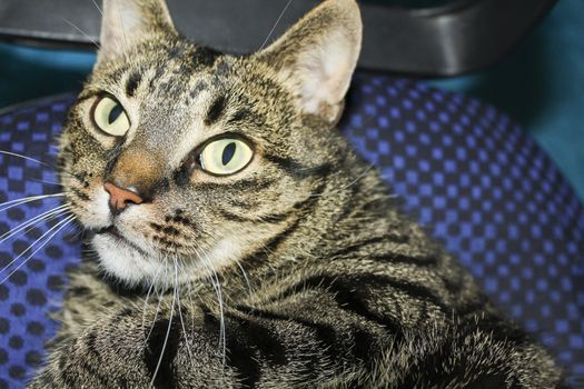 Cat with big green eyes on blue background.