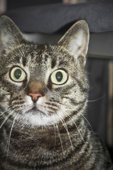 A cat looks scared into the camera.