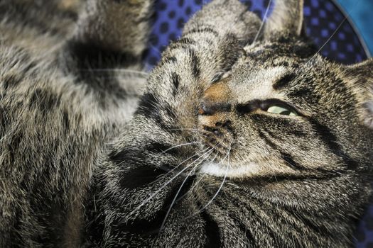 Cat take a look in half asleep on blue background.